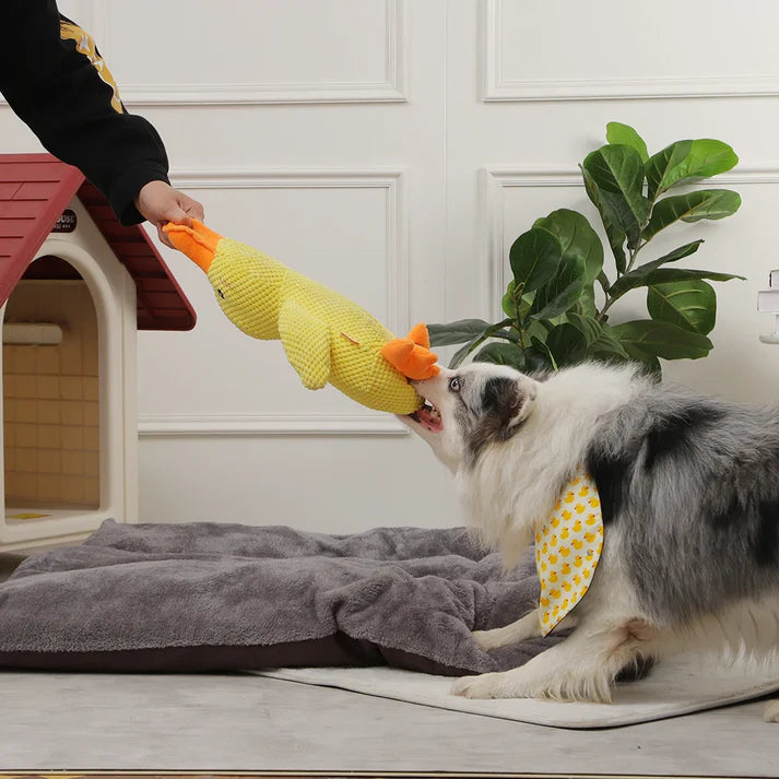 Duck Buddy