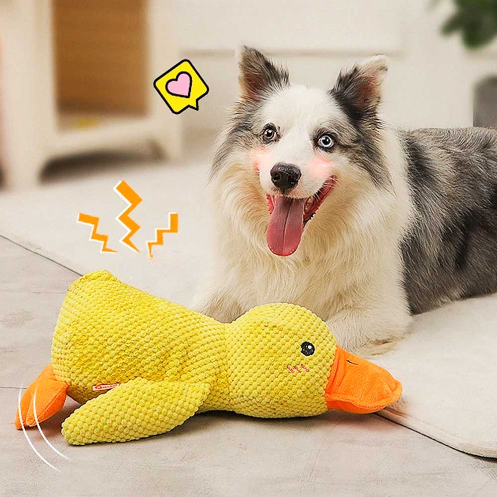 Duck Buddy